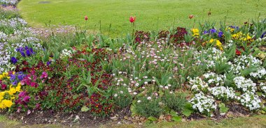 Renkli bahar çiçekleri arka planı