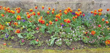 Renkli bahar çiçekleri arka planı