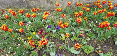 Renkli bahar çiçekleri arka planı