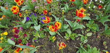 Renkli bahar çiçekleri arka planı