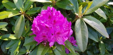 Renkli bahar çiçekleri arka planı