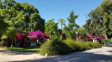 Renkli bahar çiçekleri arka planı