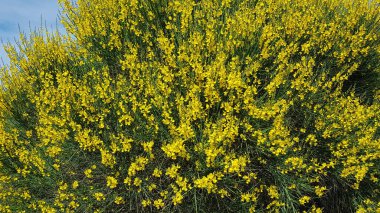 Renkli bahar çiçekleri arka planı