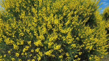 Renkli bahar çiçekleri arka planı