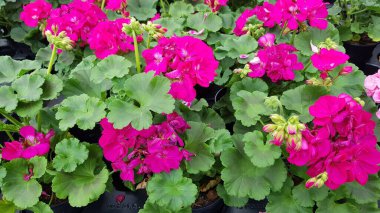 Renkli bahar çiçekleri arka planı