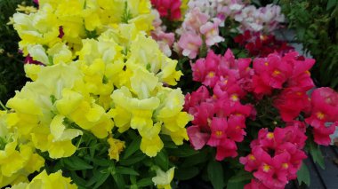 Renkli bahar çiçekleri arka planı