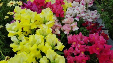 Renkli bahar çiçekleri arka planı