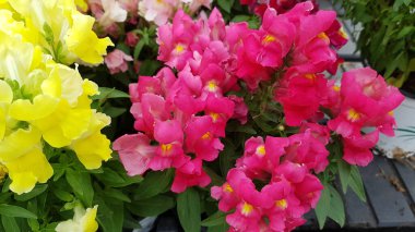 Renkli bahar çiçekleri arka planı