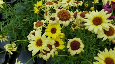 Renkli bahar çiçekleri arka planı