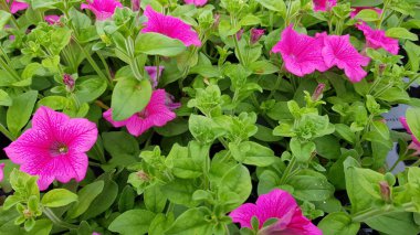 Renkli bahar çiçekleri arka planı