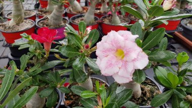 Renkli bahar çiçekleri arka planı