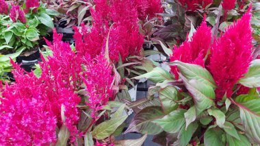 Renkli bahar çiçekleri arka planı