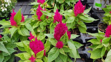 Renkli bahar çiçekleri arka planı