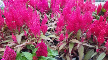 Renkli bahar çiçekleri arka planı