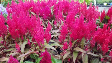 Renkli bahar çiçekleri arka planı