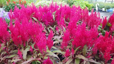 Renkli bahar çiçekleri arka planı