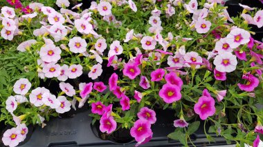 Renkli bahar çiçekleri arka planı