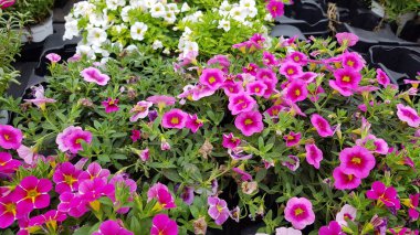 Renkli bahar çiçekleri arka planı