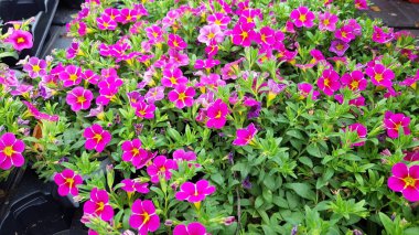 Renkli bahar çiçekleri arka planı