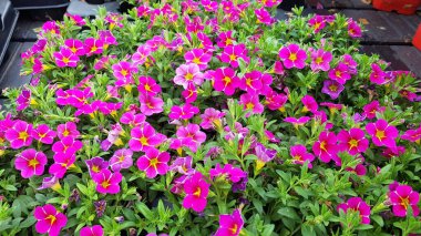 Renkli bahar çiçekleri arka planı