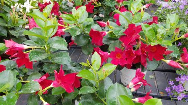 Renkli bahar çiçekleri arka planı