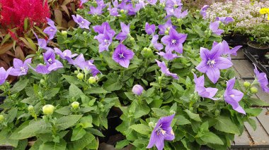 Renkli bahar çiçekleri arka planı