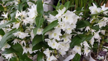 Renkli bahar çiçekleri arka planı