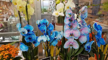 Renkli bahar çiçekleri arka planı