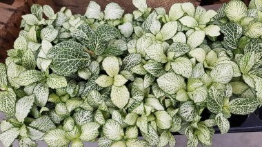 Renkli bahar çiçekleri arka planı