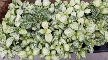 Renkli bahar çiçekleri arka planı