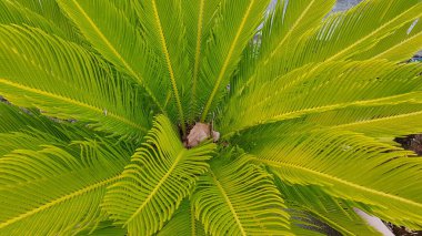 Renkli bahar çiçekleri arka planı