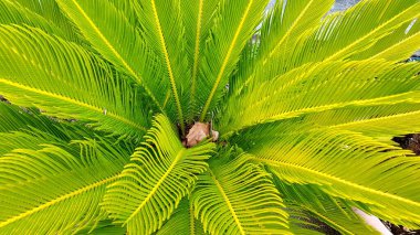 Renkli bahar çiçekleri arka planı