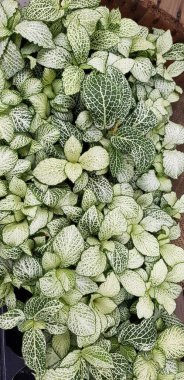 Renkli bahar çiçekleri arka planı