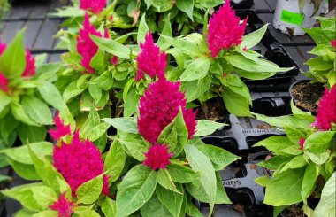 Renkli bahar çiçekleri arka planı