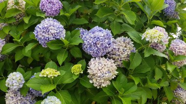 Renkli bahar çiçekleri arka planı