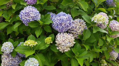 Renkli bahar çiçekleri arka planı