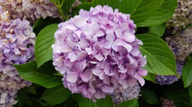 Renkli bahar çiçekleri arka planı