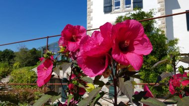 Renkli bahar çiçekleri arka planı