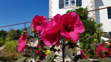 Renkli bahar çiçekleri arka planı