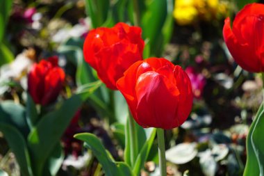 Renkli bahar çiçekleri arka planı