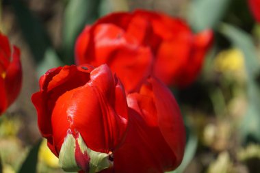 Renkli bahar çiçekleri arka planı