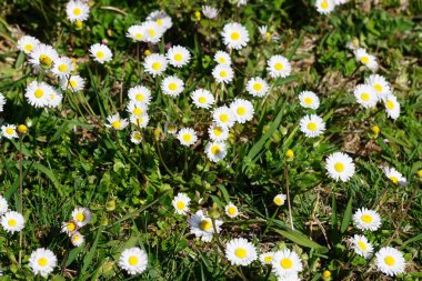 Renkli bahar çiçekleri arka planı