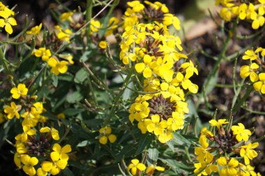 Renkli bahar çiçekleri arka planı