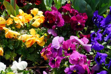 Renkli bahar çiçekleri arka planı