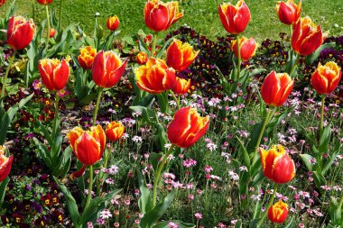 Renkli bahar çiçekleri arka planı