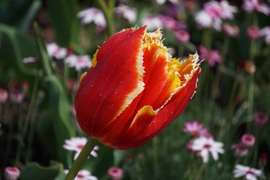 Renkli bahar çiçekleri arka planı