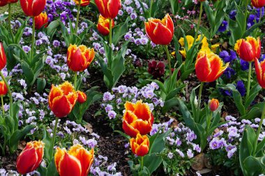 Renkli bahar çiçekleri arka planı