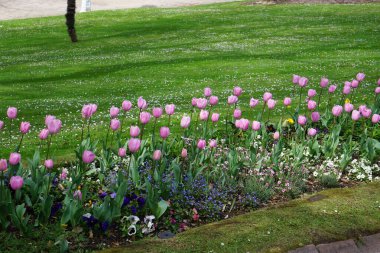 Renkli bahar çiçekleri arka planı