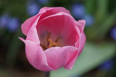 Renkli bahar çiçekleri arka planı