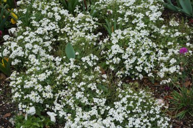 Renkli bahar çiçekleri arka planı